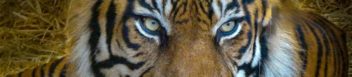 Designing Effective Messages: Guidelines for reducing demand for illegal wildlife